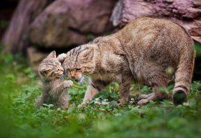 материнство, котёнок, Дикая кошка