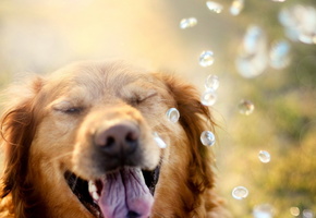 капли, ретривер, Собака