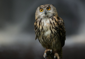 Сова, природа, фон