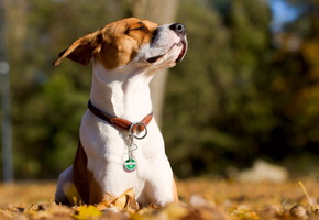 Собака, друг, фон