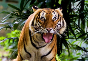 морда, Тигр, взгляд, индийский, удивленный, усы