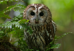 природа, лес, сова, Птица