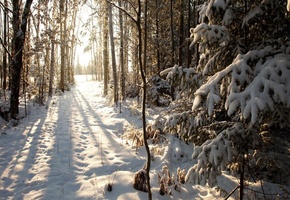 winter, висконсин, филлипс, northern woods, wisconsin, phillips, United states