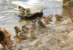 вода, стая, перо, Воробьи, птица, животные, мокрый