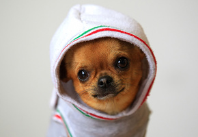 капюшон, чихуахуа, Chihuahua