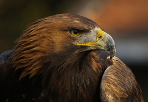 орел, Птица, клюв