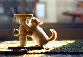 hannah, котенок, игра, c ben torode, Кошка