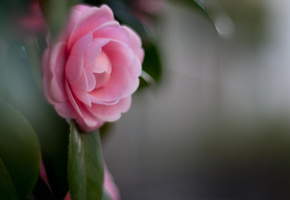 лепестки, Камелия, розовый, макро, цветок, листья