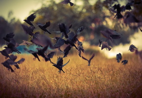 Птицы, природа, поле