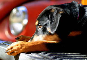 овчарка, бампер, машина, солнце, лежа, щенок, Собака