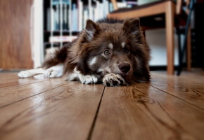 пол, Собака, дом