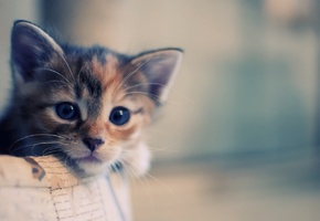 Кот, корзина, кошка, макро, котенок