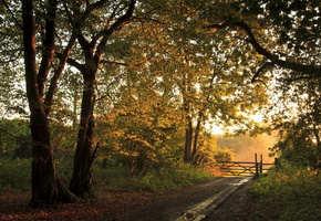 пейзаж, лес, осень, забор, Дорога
