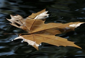 блеск, красота, Лист, вода