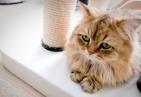 Кошка, фон, дом