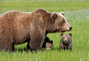 медвежата, Медведица, трава