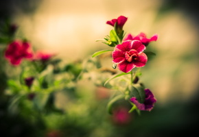 лепестки, цветы, фокус, размытость, Цветок, макро