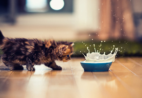 котэ, миска, Кошка, кот, молоко, всплеск, котенок