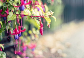 улица, Цветы, макро