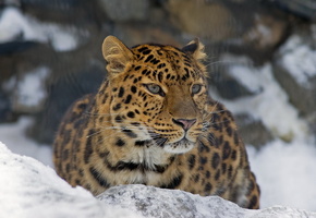 Леопард, взгляд, усы, морда