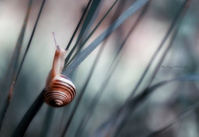 улитка, Макро, трава