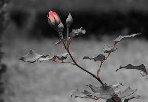 темный, стебель, rose, Роза, листья