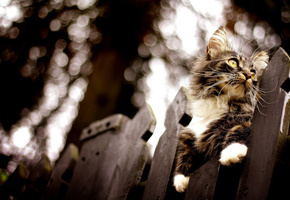 боке, Кот, размытость, забор