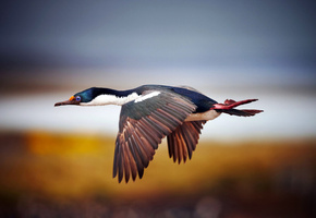 клюв, перья, взмах, оперение, крылья, полёт, Птица