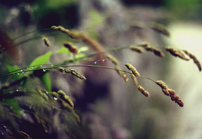 Макро, капли, колоски, трава