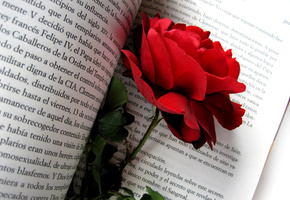 цветы, цветок, бутон, роза, красная, Красная роза