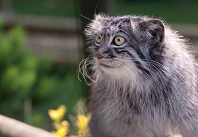 глаза, морда, Манул, усы