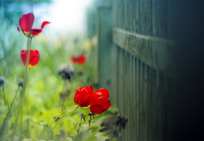 лето, забор, макро, Тюльпан, свет, фон