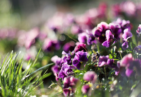 растения, Анютины глазки, фиалки, цветы, фиолетовые