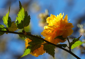 листья, желтый, ветка, Цветок, дерево, лепестки, весна