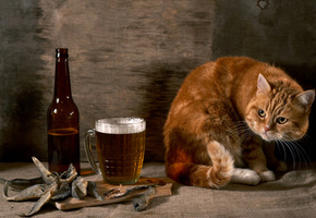 рыбка, Рыжий, кот, бутылка, подозрительный, пиво