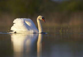 белый, Озеро, трава, отражение, птица, лебедь, пруд