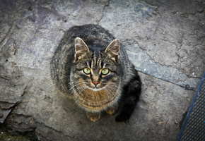 кошка, взгляд, Кот, зелёные глаза