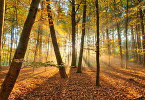 лес, осень, Природа, свет, деревья
