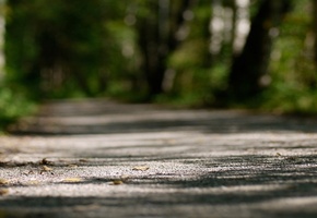 деревья, свет, Природа, боке, nature, фокус, focus, тропа, bokeh