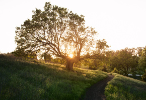 солнце, весна, тропа, дерево, стежка, трава, Природа