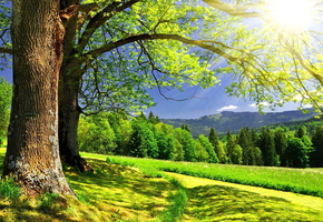пейзаж, горы, Лес, солнце., лето, деревья