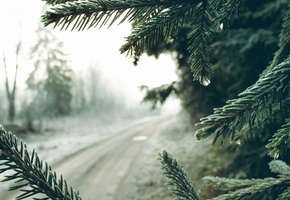 Ель, дорога, утро, туман, иголки