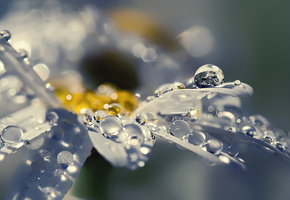 лепестки, вода, капли, красиво