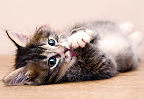 котенок, красивый, умывается, лежит