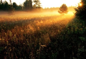 деревья, Природа, трава, пейзаж, солнце