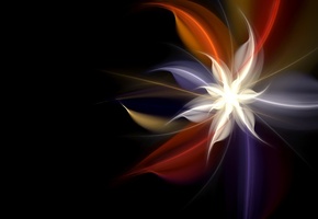 Цветок, чёрный фон, линии