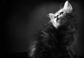 пушистая лапочка, котёнок, черно-белые