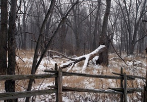 лес, снег, деревья, старая ограда, пасмурное настроение
