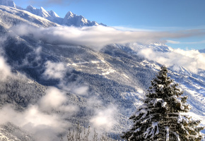 горы, высокогорье, снег, туман, ель