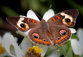 крылья, Бабочка, цветок, узоры